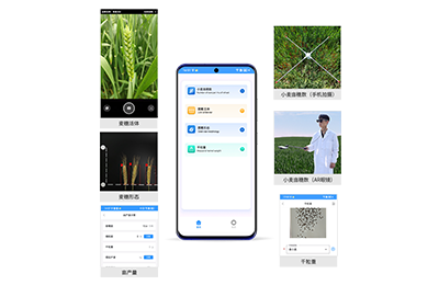 吴忠市小麦亩穗数分析仪IN-XM02